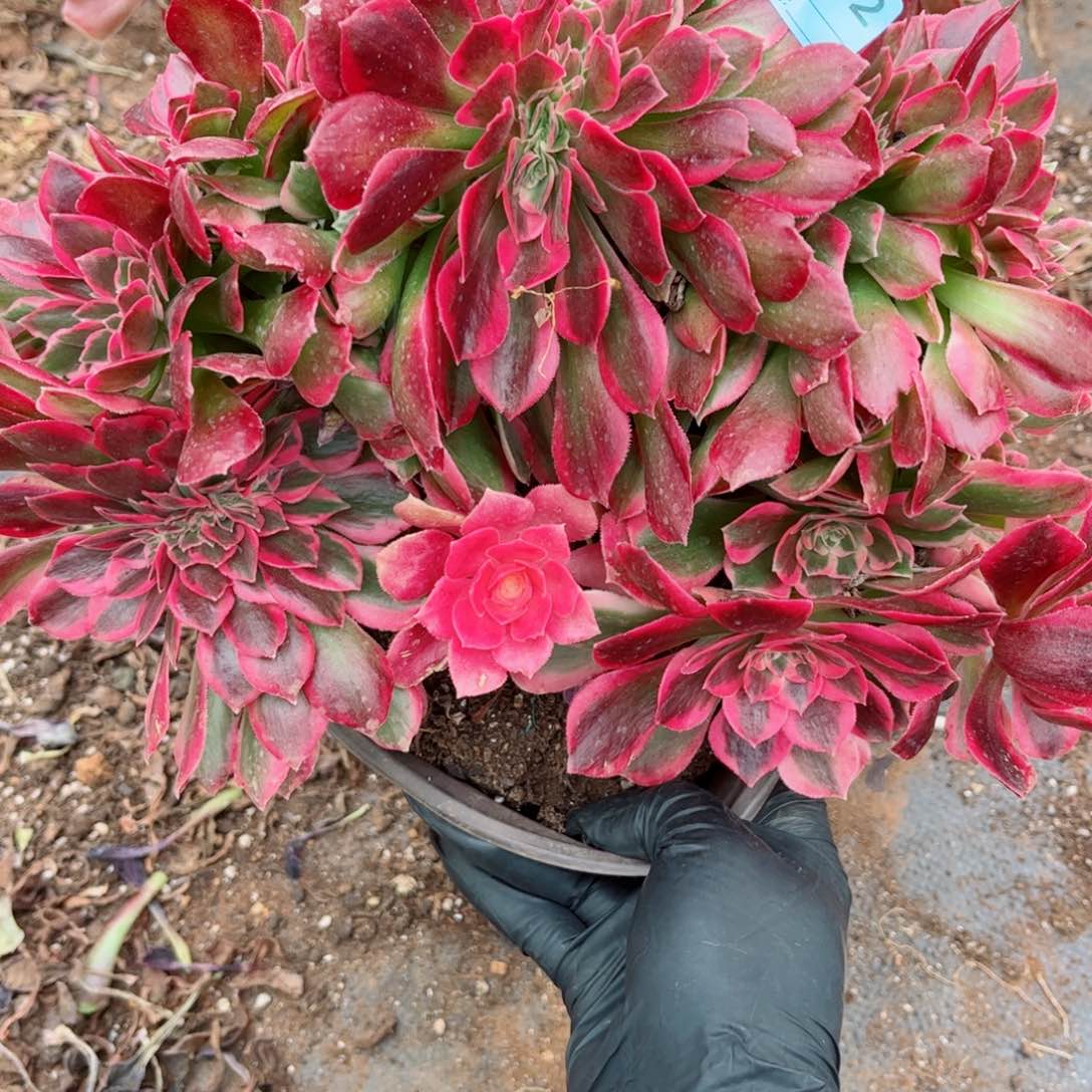 多肉植物252女郎