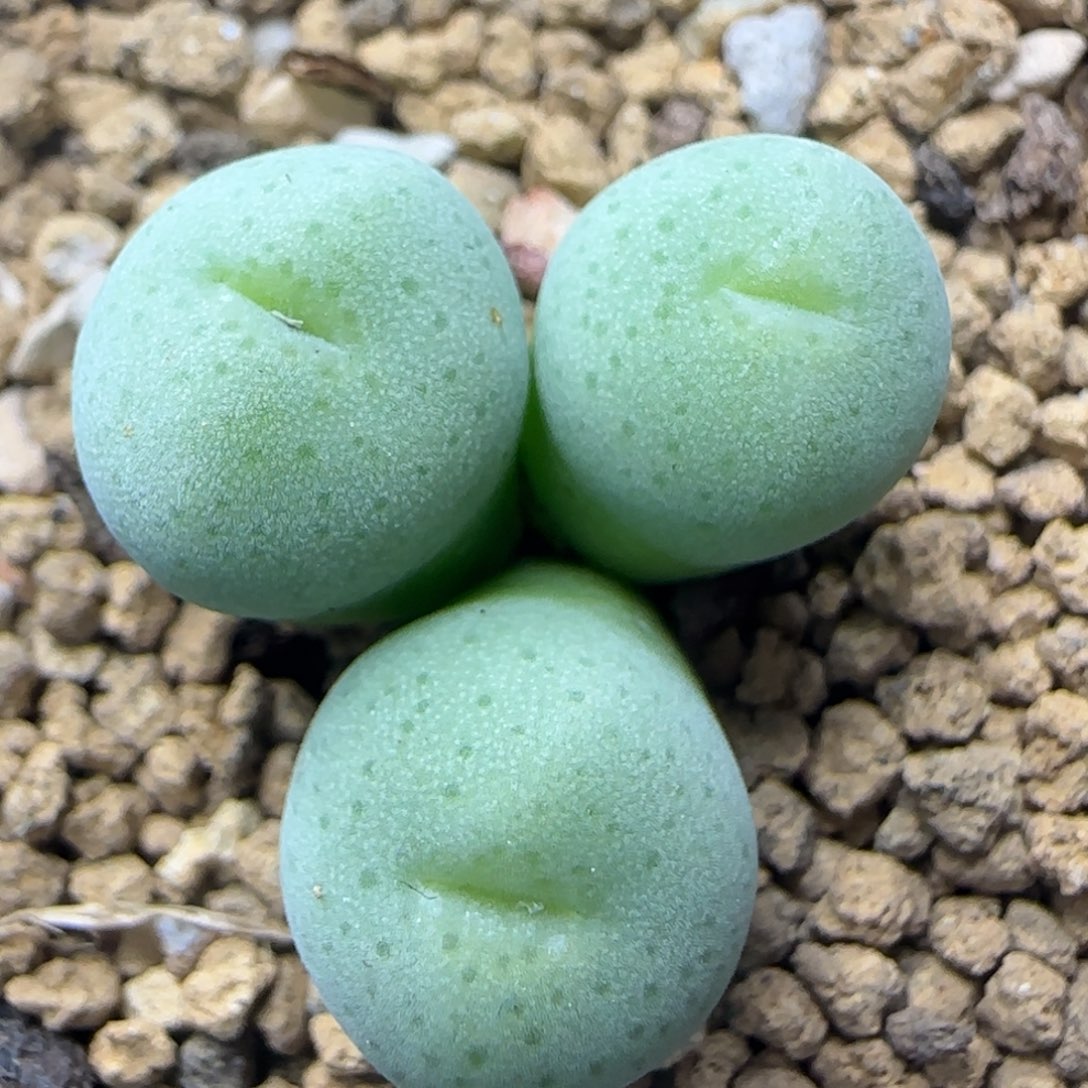 青春痘群多肉植物265