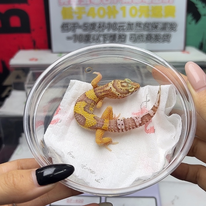 豹纹守宫橘化贝尔 妹妹 V064