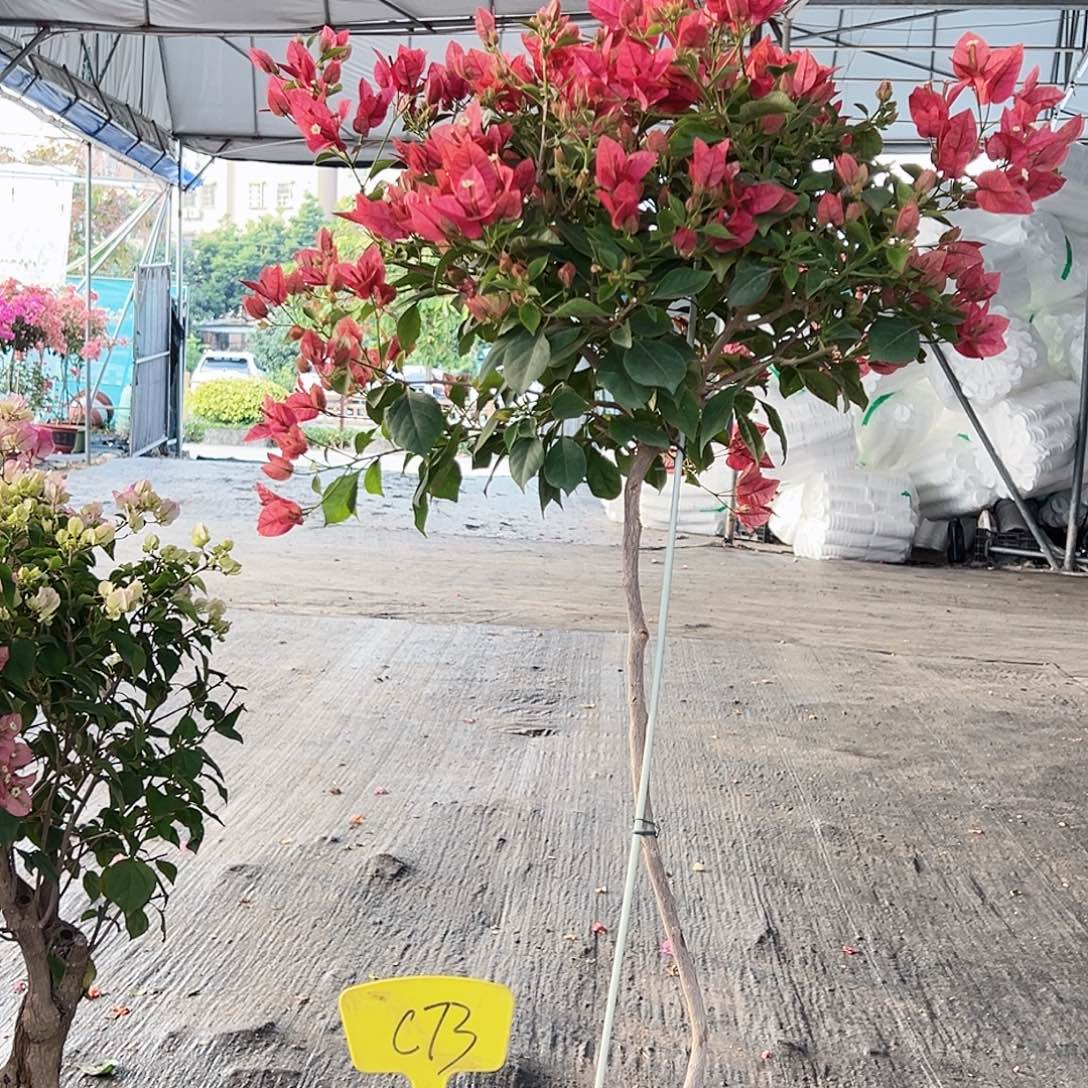 海***T大部分花苞少量开放C73酒红