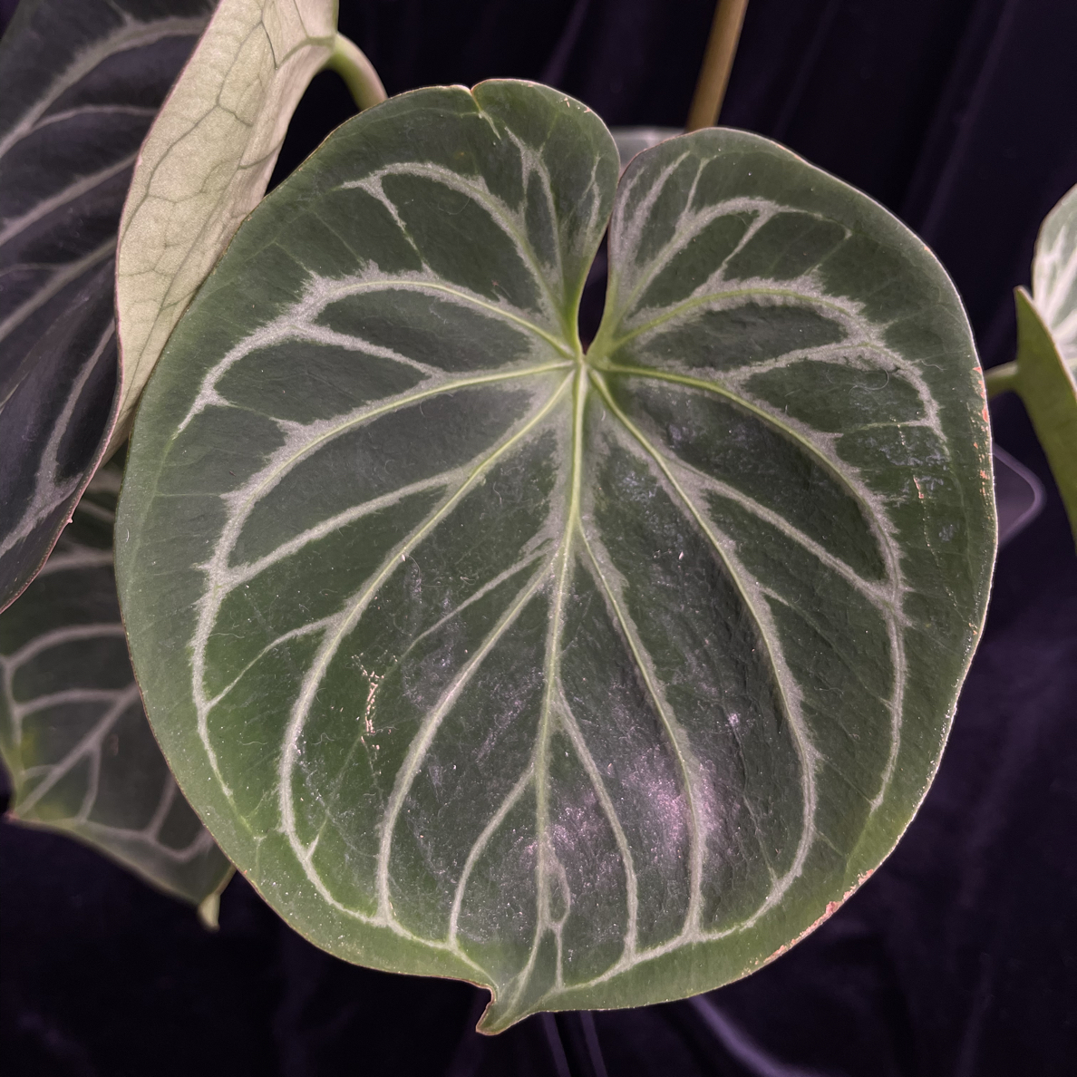 热植花烛/KOS花烛母本