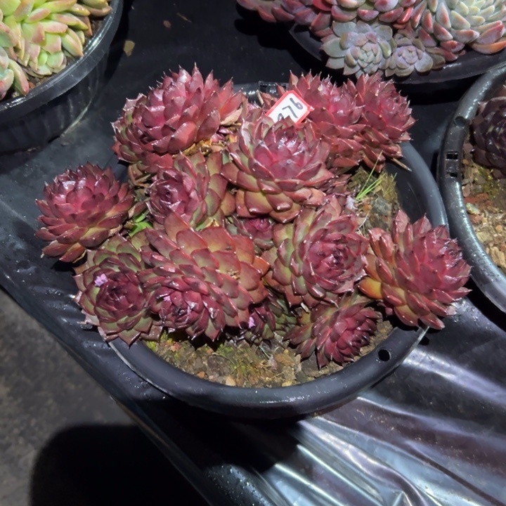 特***猫精品多肉植物老桩红玫瑰