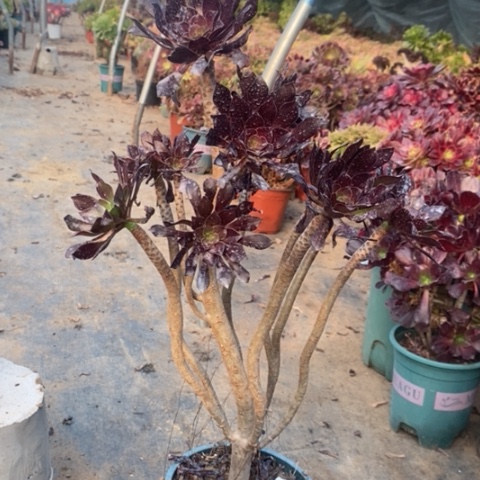 黑法多肉植物027