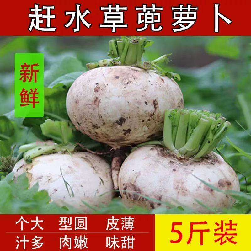 (草蔸萝卜次日达)重庆特产草蔸萝卜个大汁多皮薄5斤