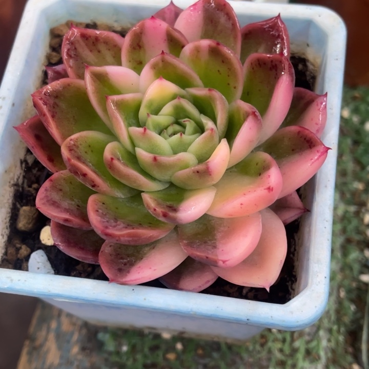 秋可园艺 花脸拉丝锦