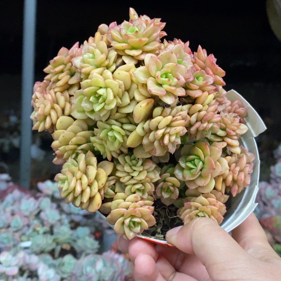 蜡牡丹整桩无砍老桩