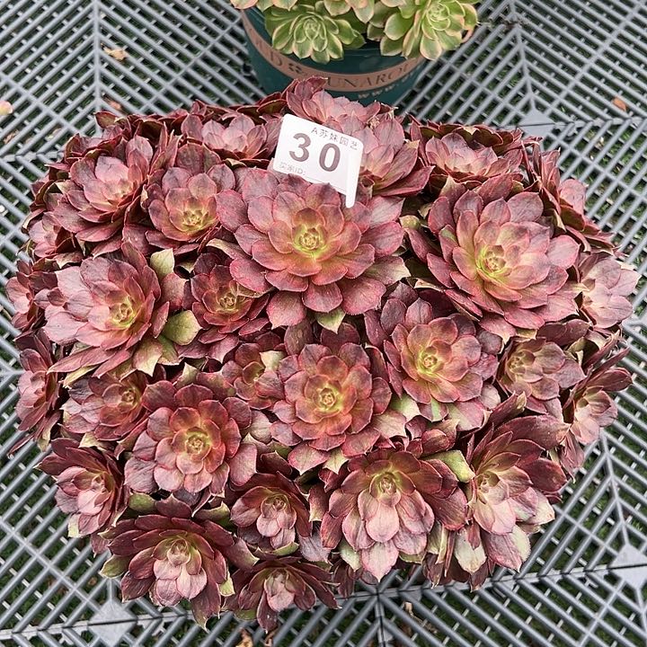 300红丝绒多肉植物