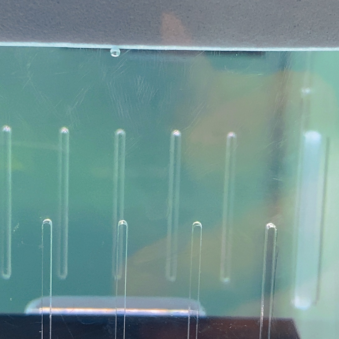 清道夫鱼皇室异型25好