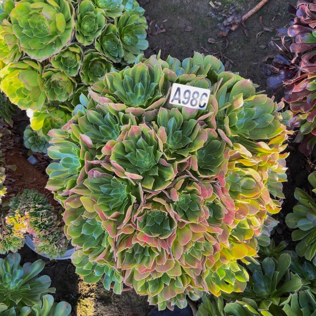 女巫中斑法师5-42