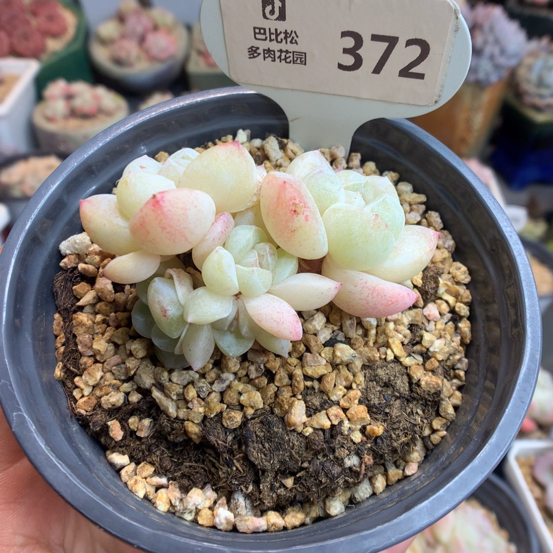 372五头冰玉石化白透