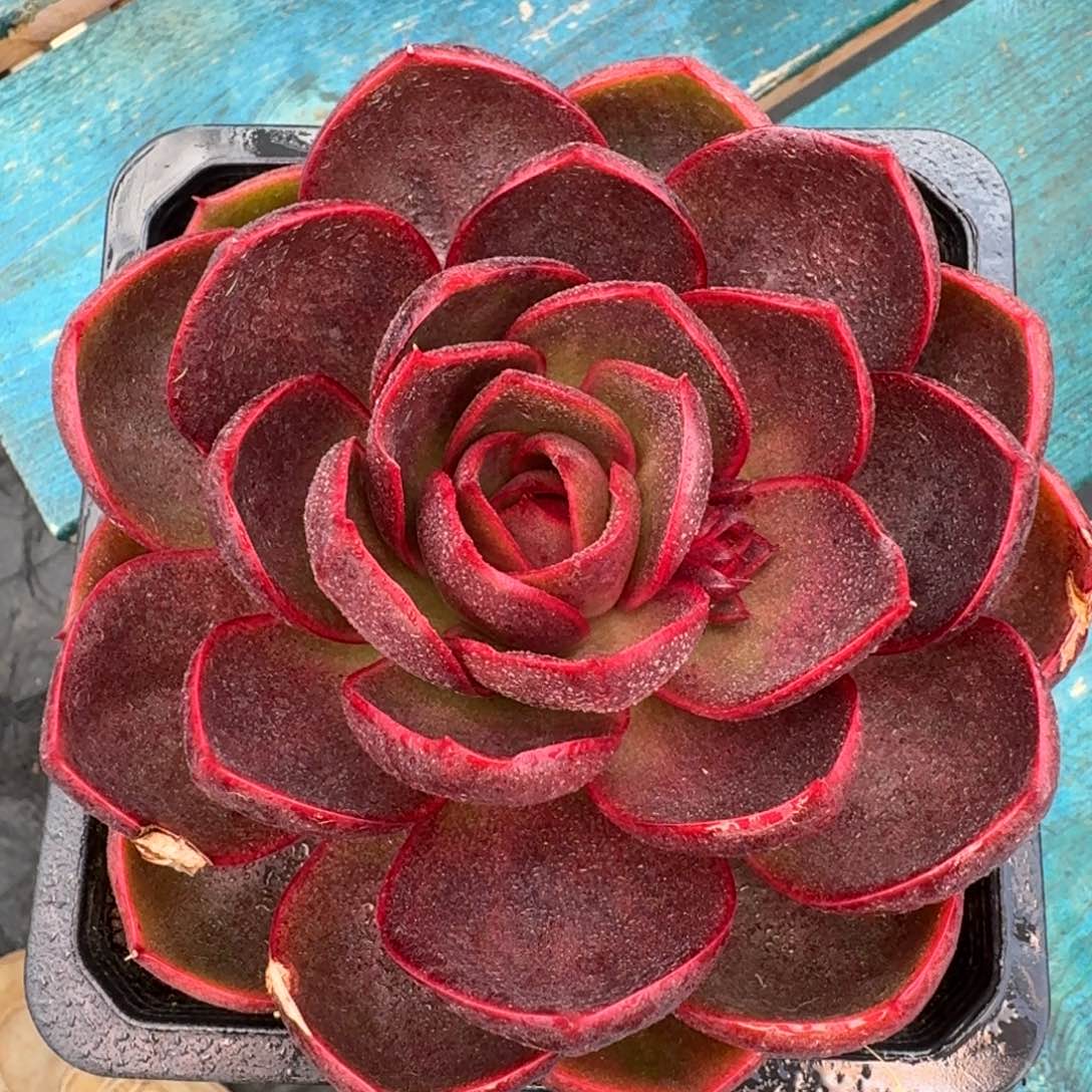 从前慢花园多肉编号-红灯