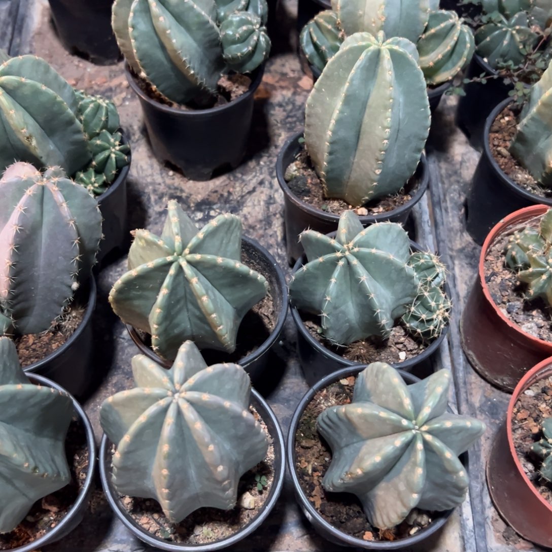 微刺虾实生随机一颗