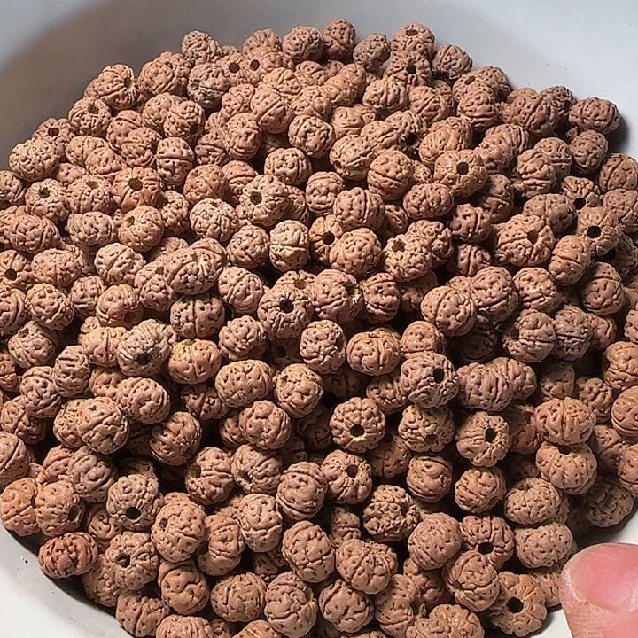 金刚菩提吊坠老树王散籽非全品8+100