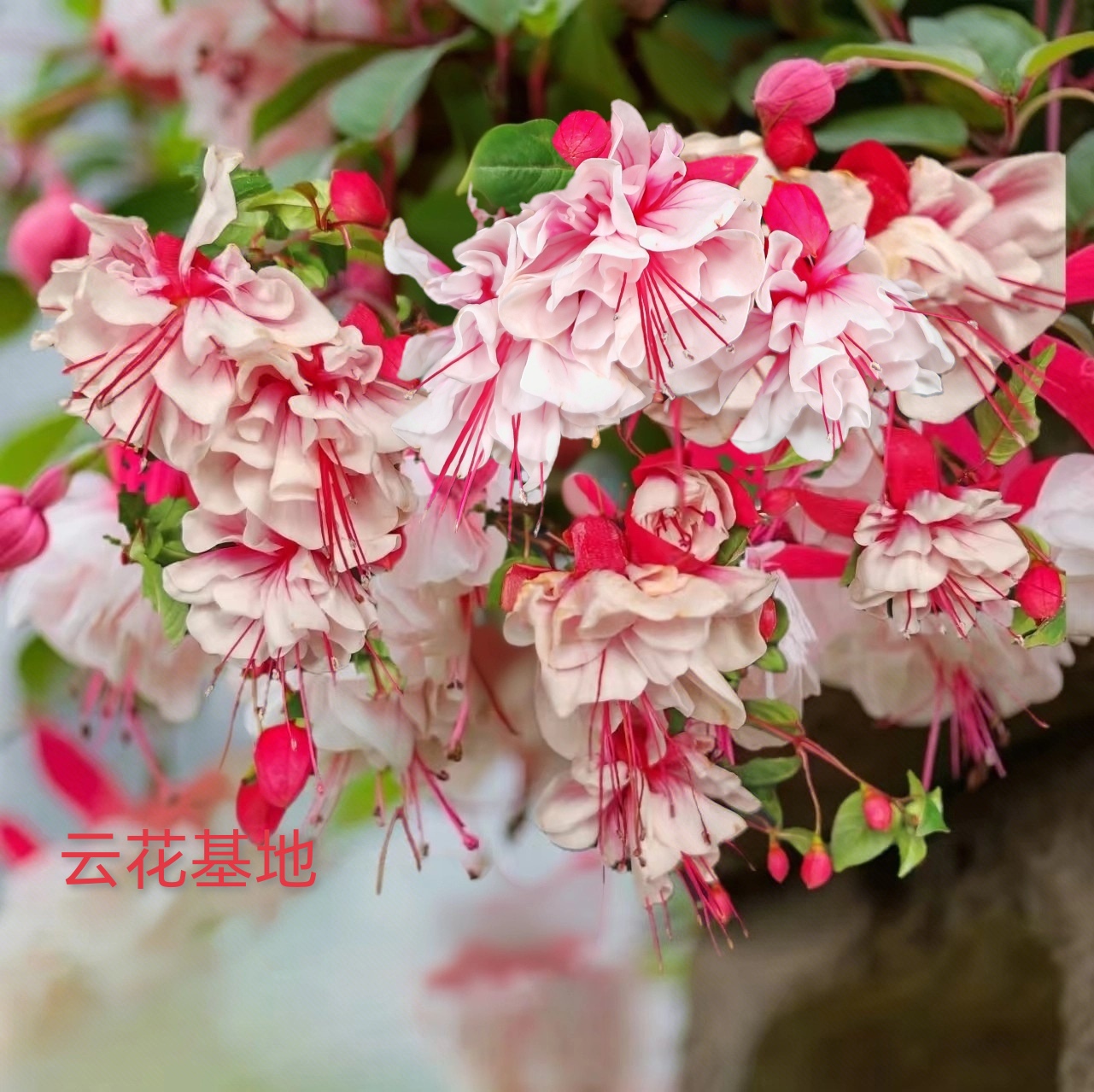 云花基地【超大花白棉桃倒挂金钟老桩带花苞】灯笼花云南基地直发