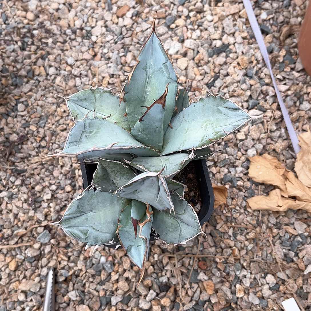 小*蛋龙舌兰白冰双头15