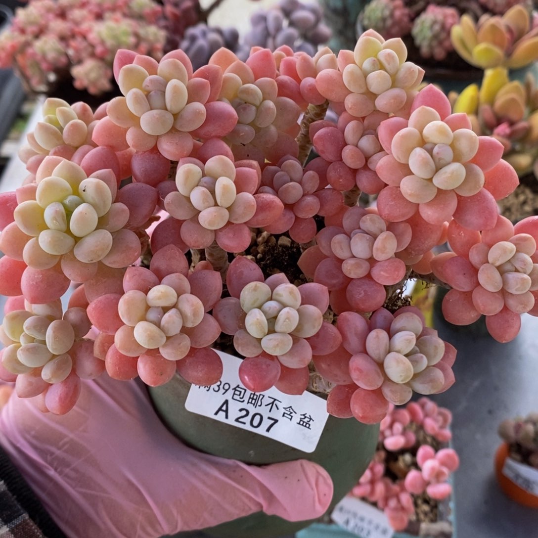 冰淇淋鱼子酱老桩12cm207多肉植物