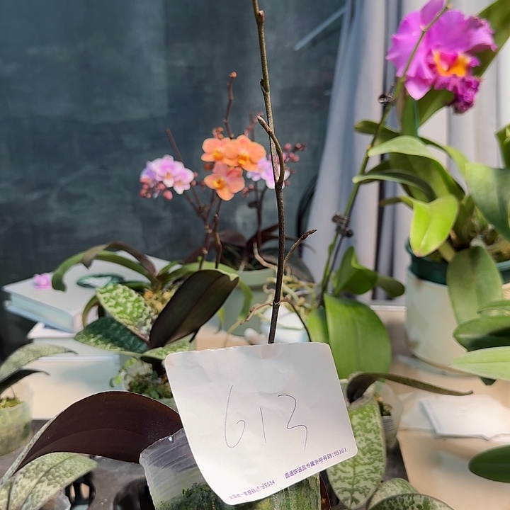 小***蛇大部分开放少量花苞613