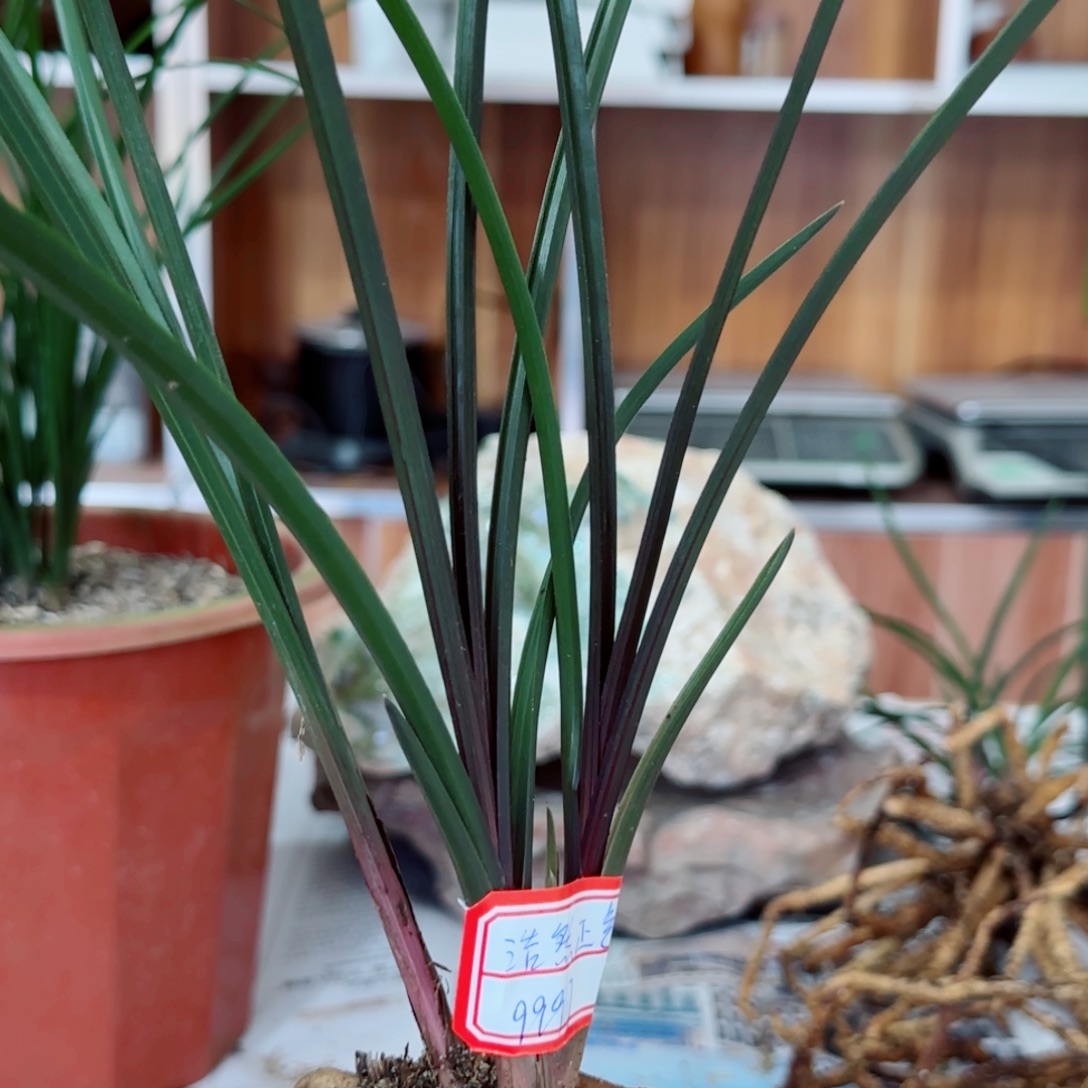 浩***气完全开放惠兰红香妃