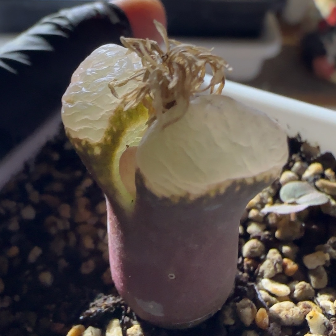 优选精品。冰白大型风铃玉。   28