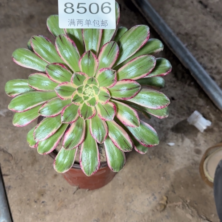 8506V锦多肉植物的人