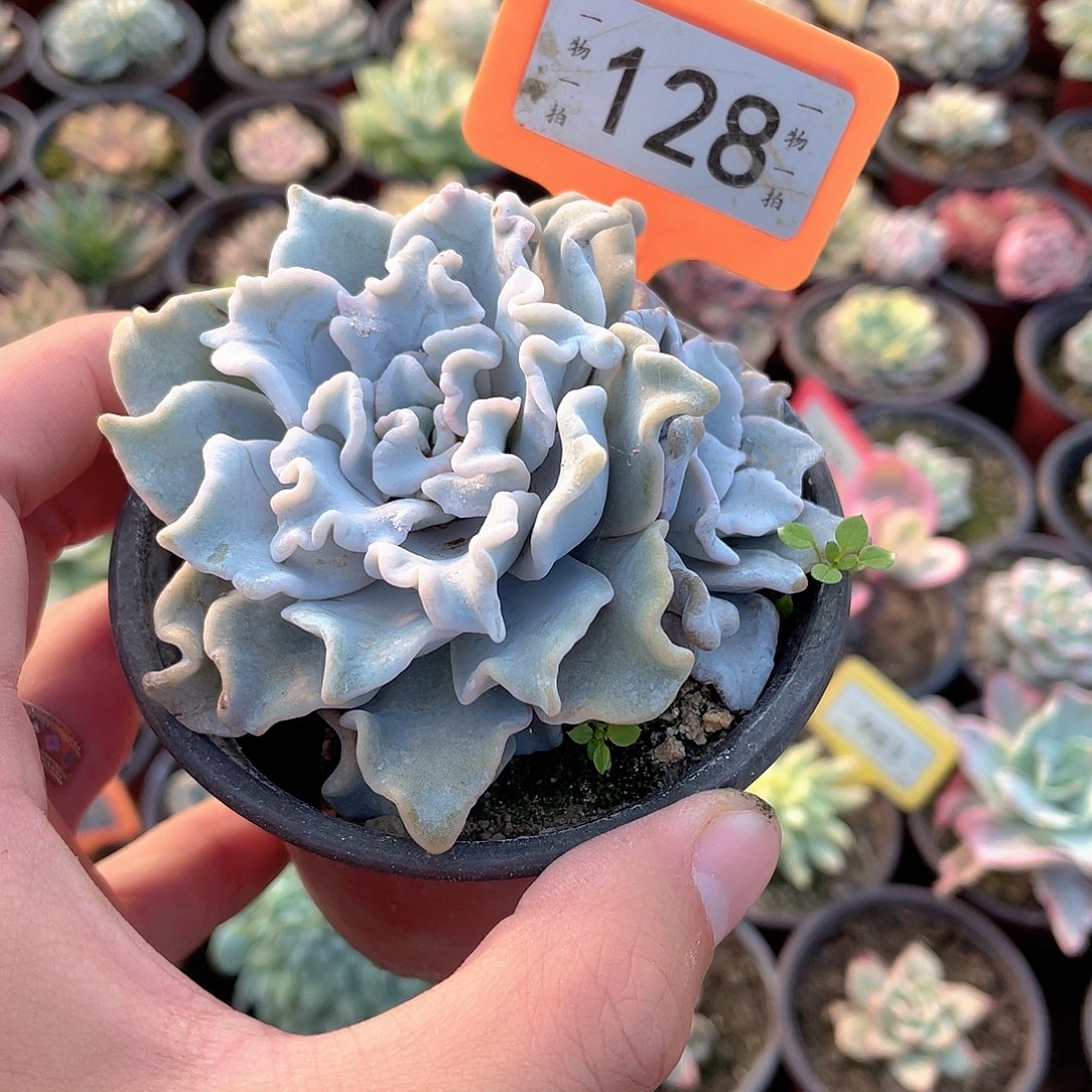 白饺子群生128号多肉