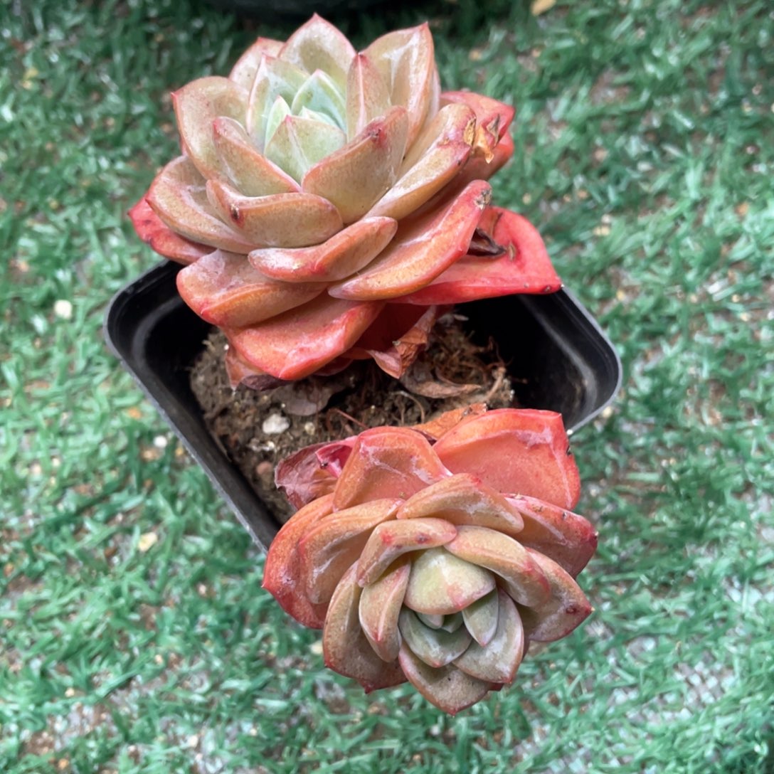 德国香槟一物一拍28包邮非偏远