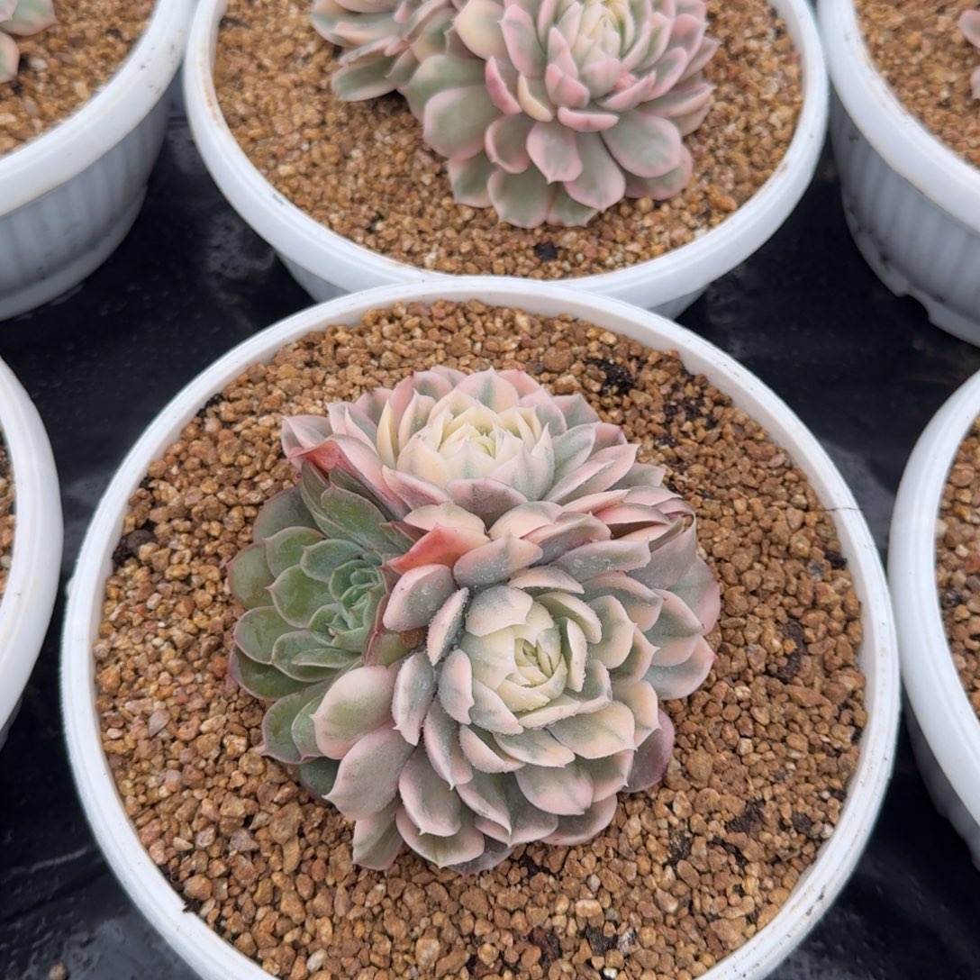 昂斯诺锦群，多肉锦