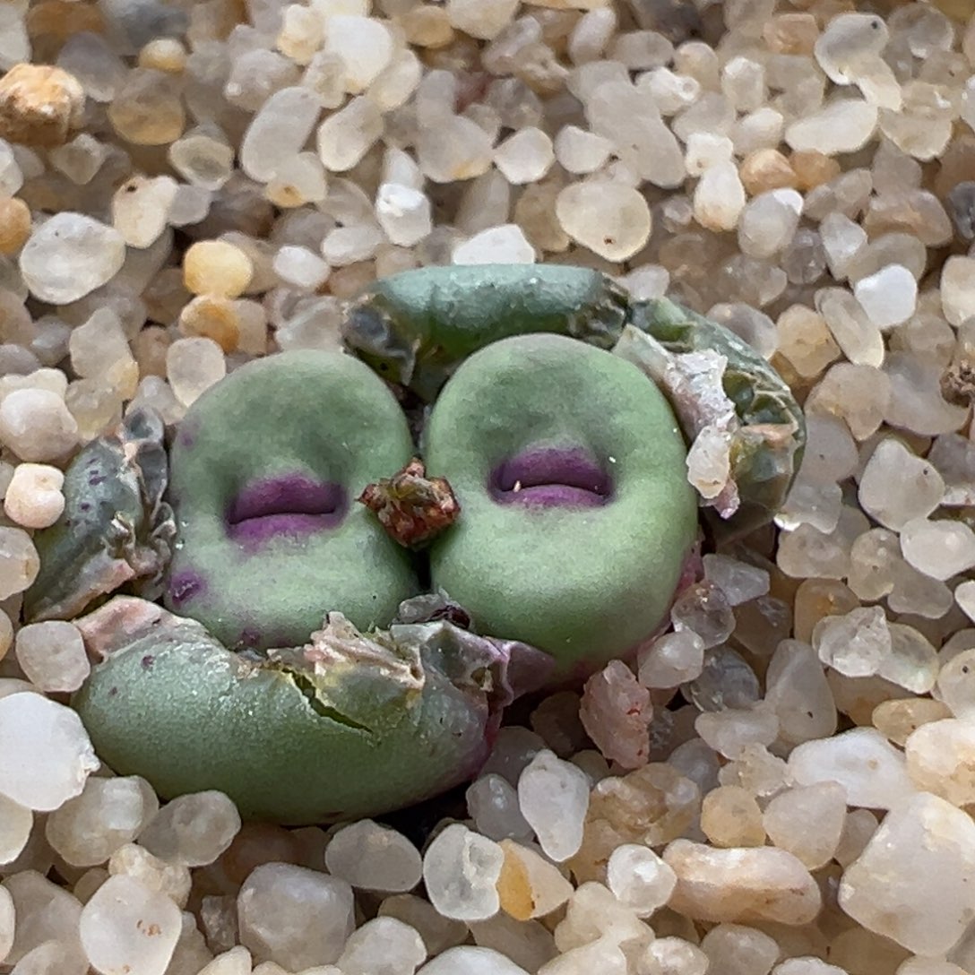 52优选SSW贝特芬红嘴