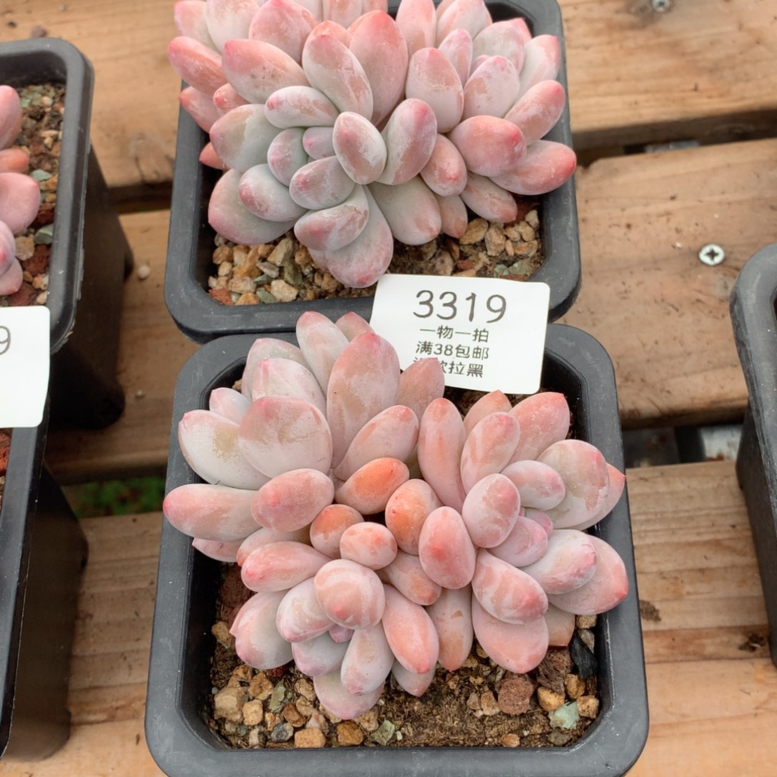 10厘米三头香水多肉两颗3319