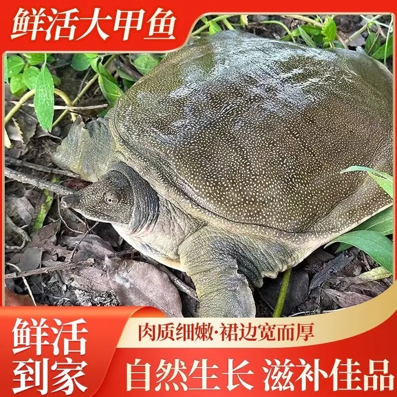 2只装鲜活食用甲鱼5-4 不低于4斤颜色随机发货 团鱼 顺丰包邮包活