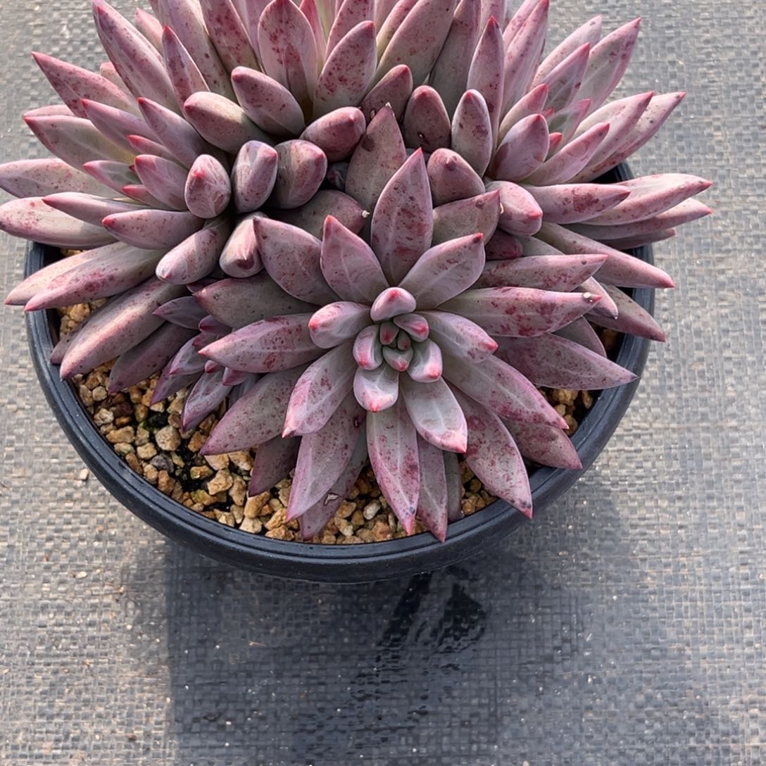 1***一虞美人多肉植物群136