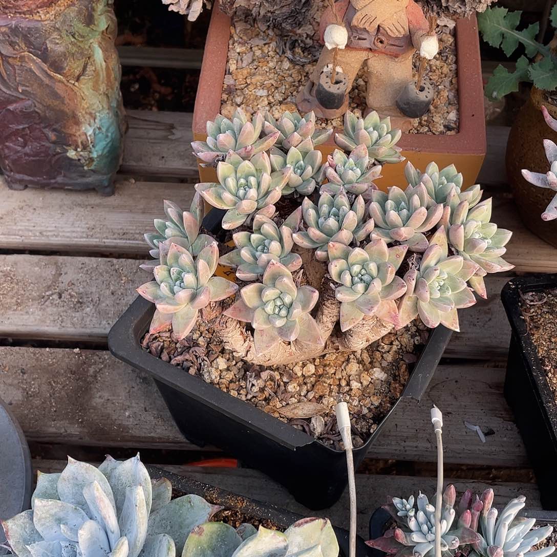 晨溪园艺仙女杯呀