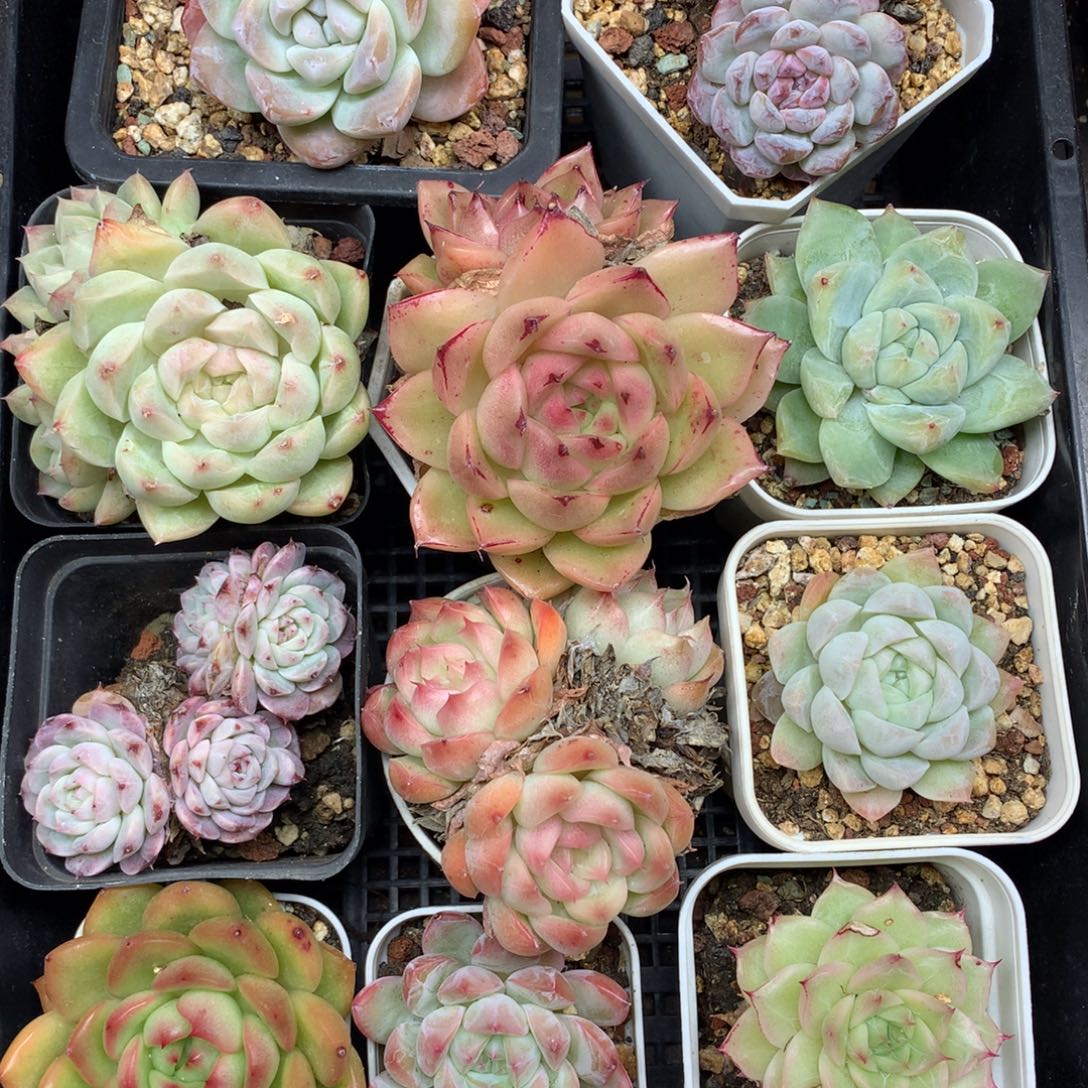 1130-113 套餐一组