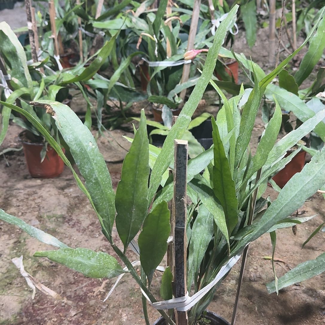 金***哥昙花哈哈哈哈哈哈哈哈哈哈