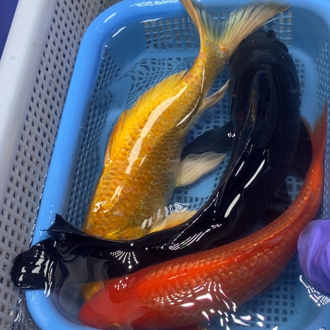 锦鲤冷水锦鲤包邮