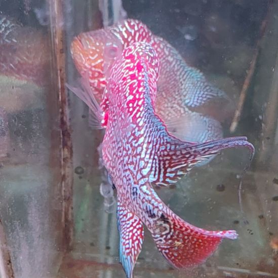 罗汉鱼222222222222