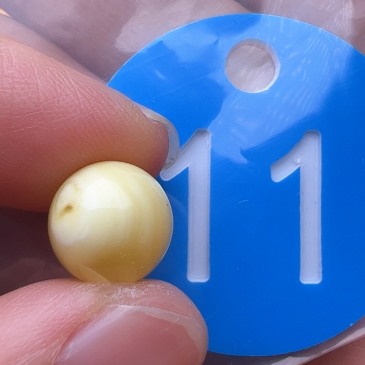 蜜蜡裸石未镶嵌花粉10m m