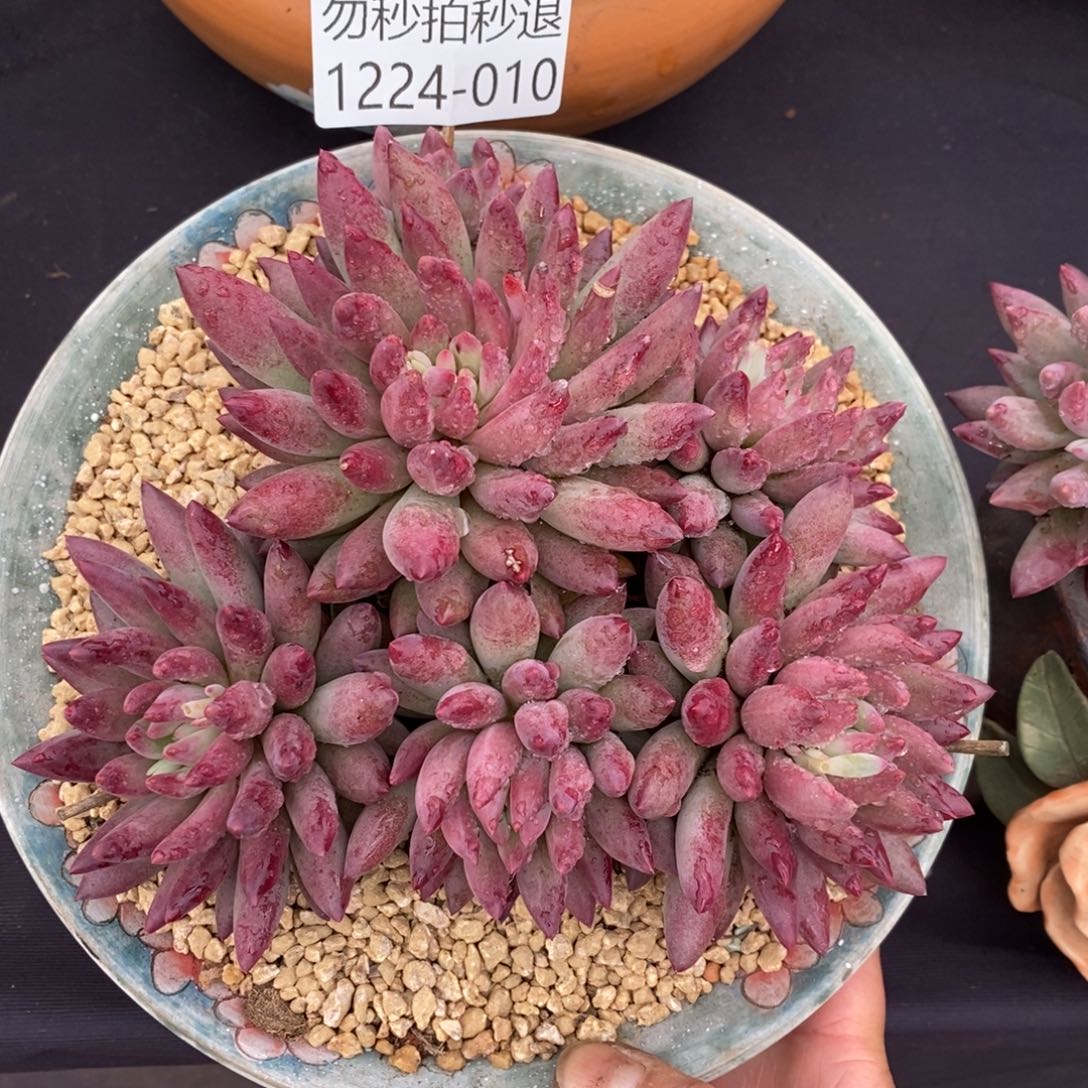 两单包邮1224-10虞美人