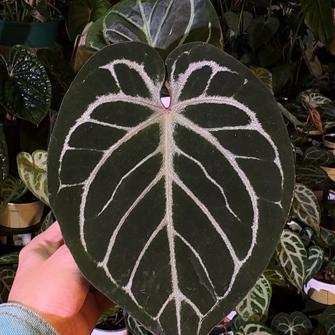 不开花植物skg银红杂kos