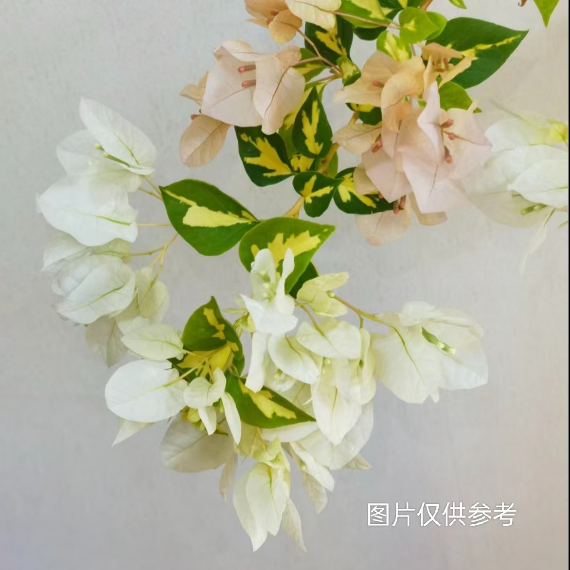 【金心黄白】【包售后一个月】【包对版】三角梅四季开花爬藤飘枝好养护