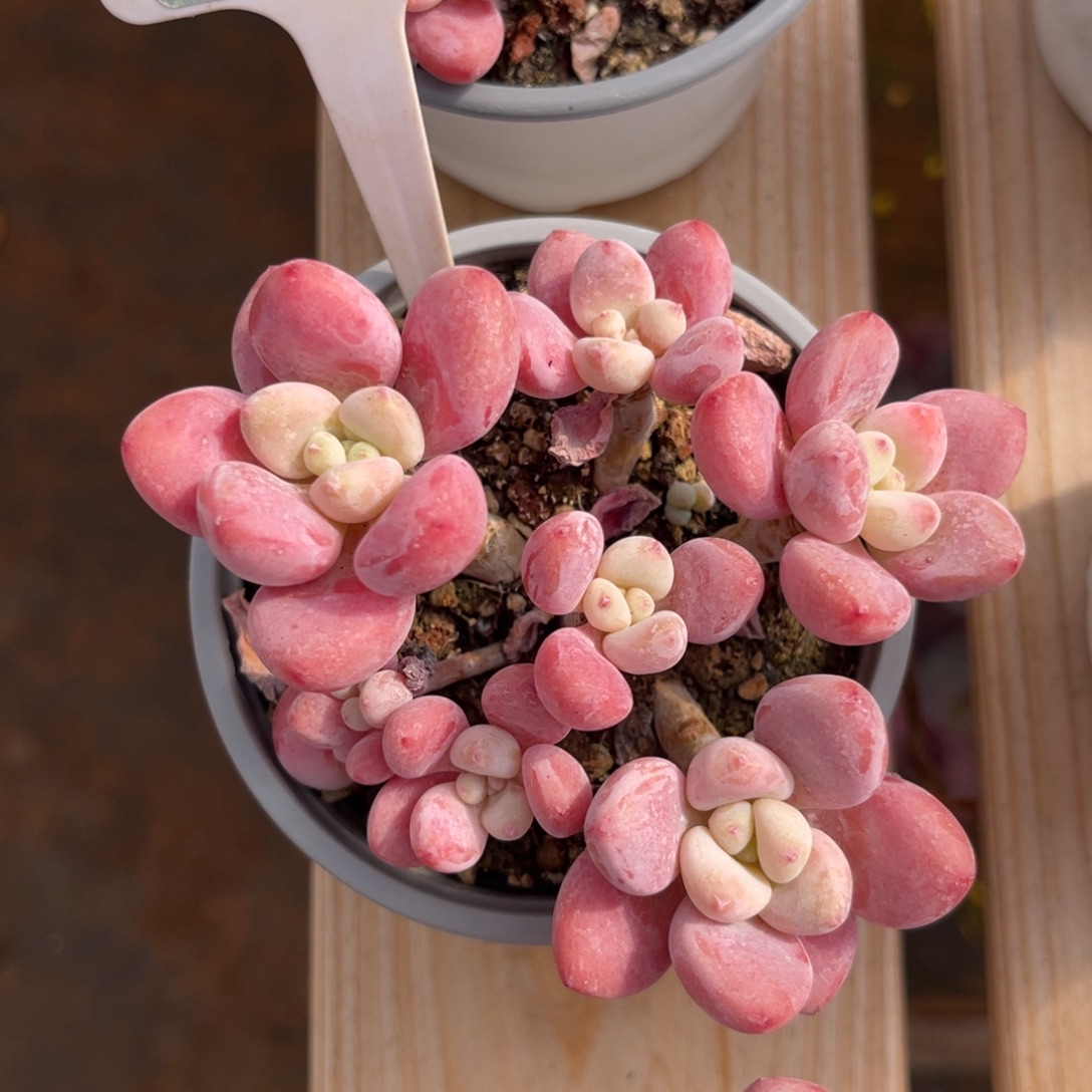 云尘多肉一物一拍328