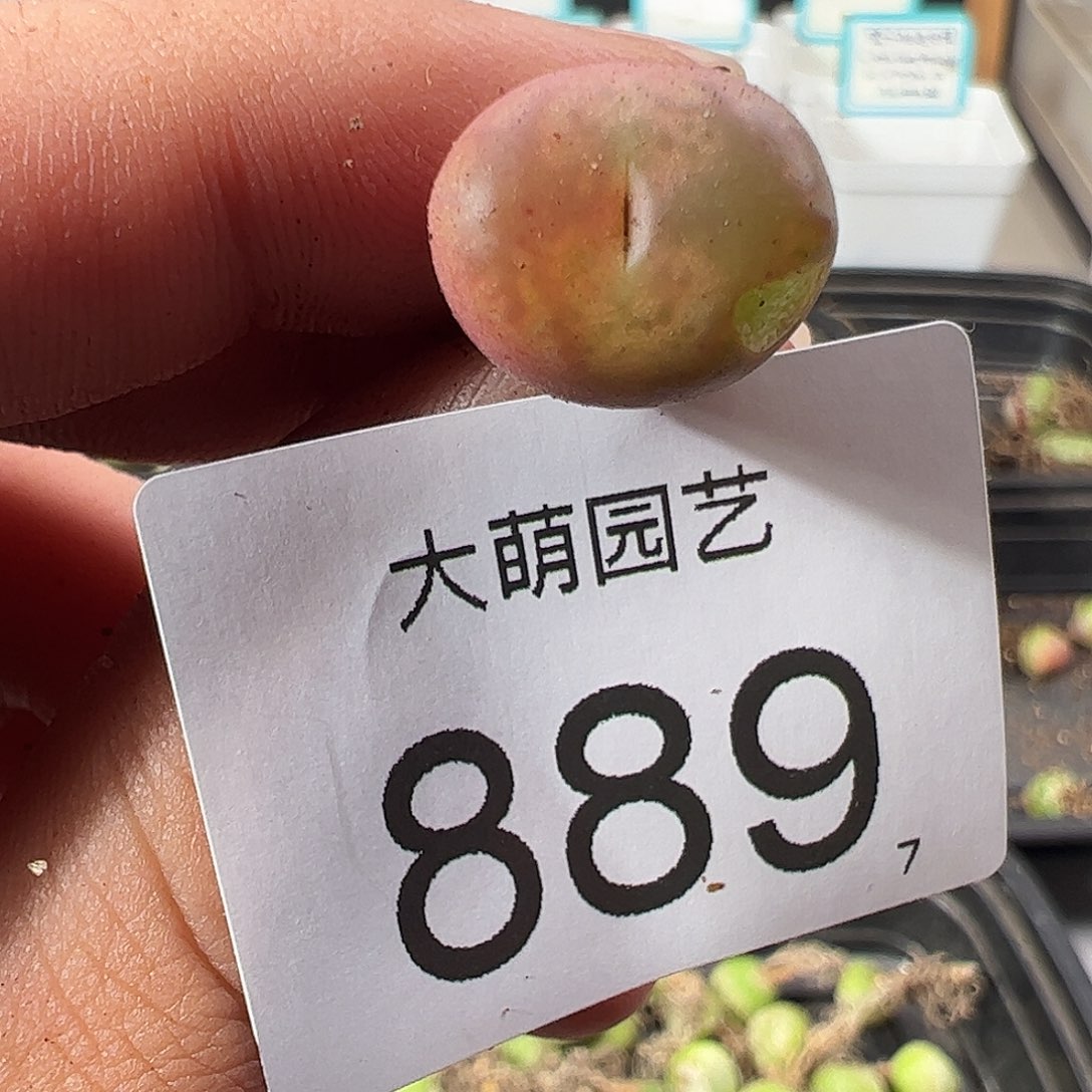 0000889 一物一拍……