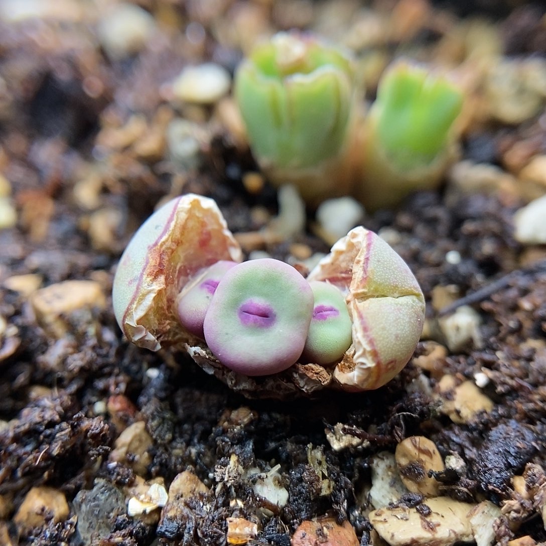 1380b嘴一颗2.5年三头包邮