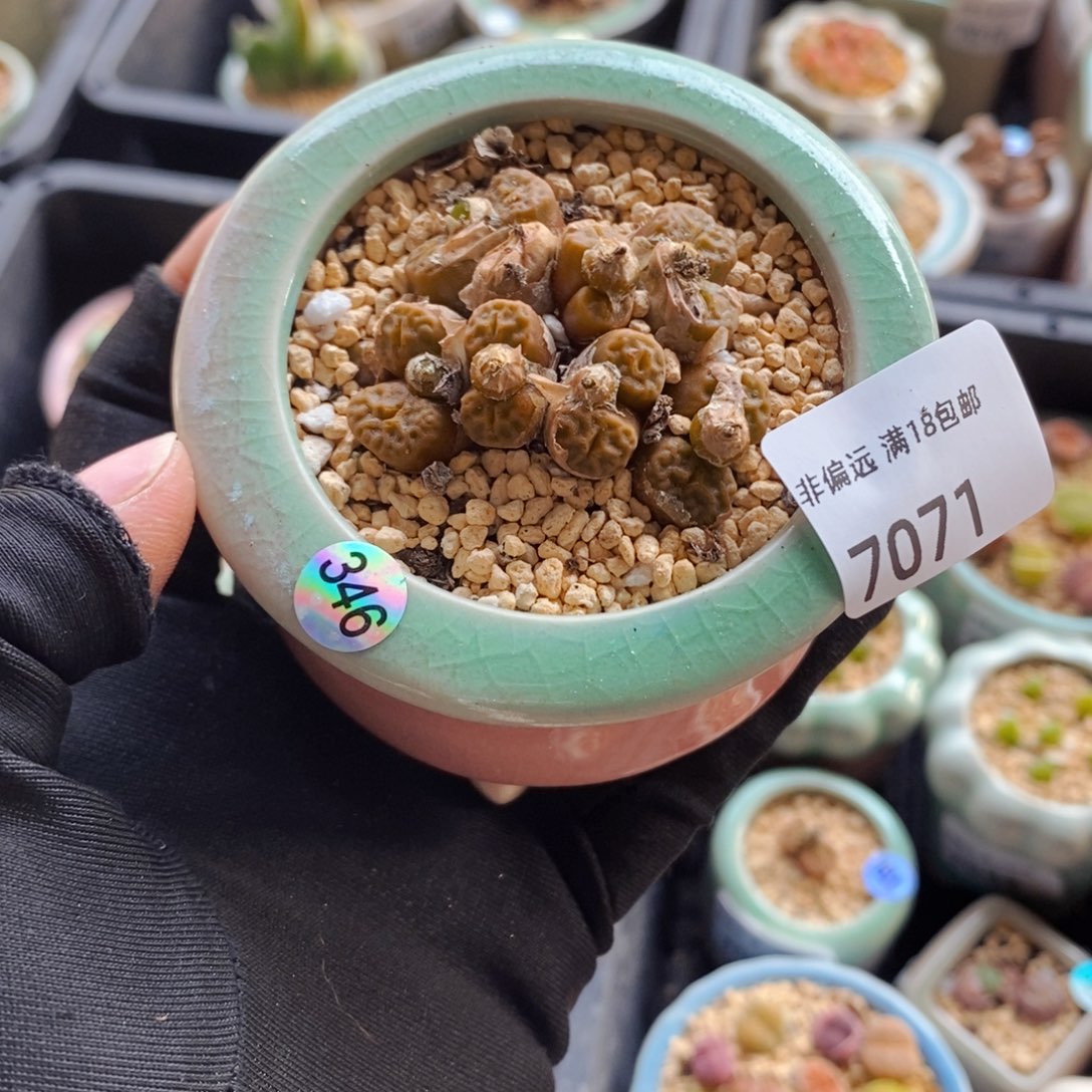 7071--一物一拍 带盆