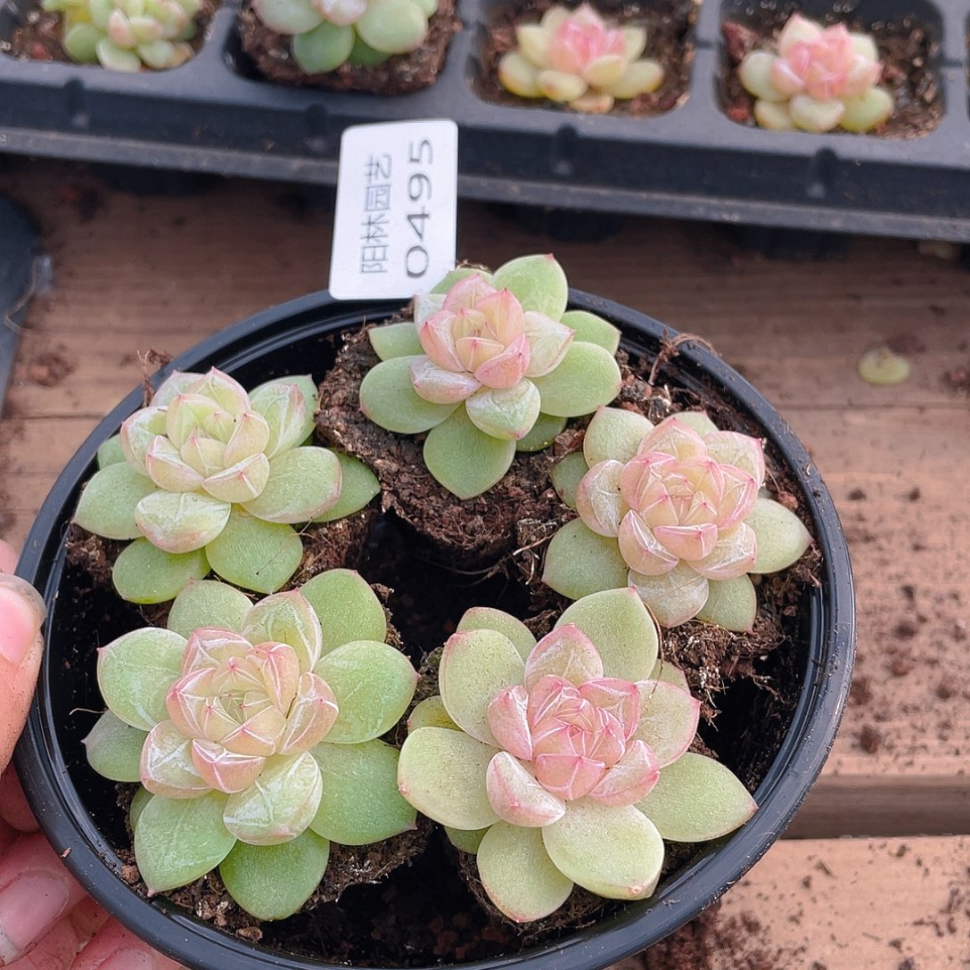 多肉植物多肉植物495
