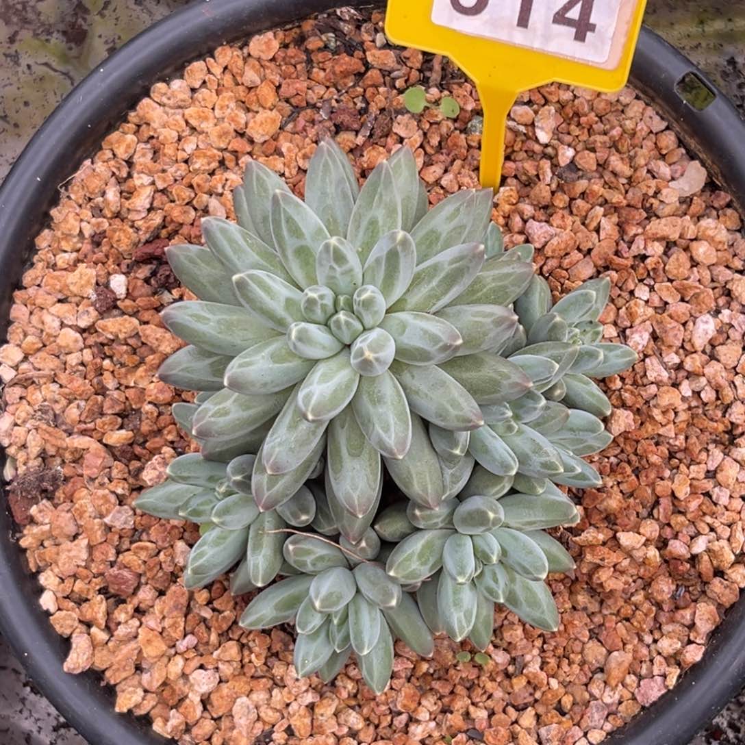 多肉植物伊卡鲁斯514