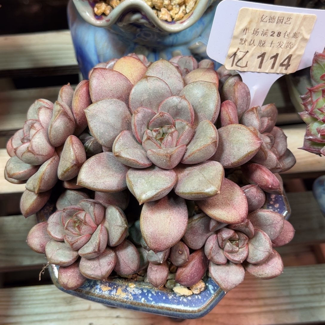 葡萄suiranounvnvjni