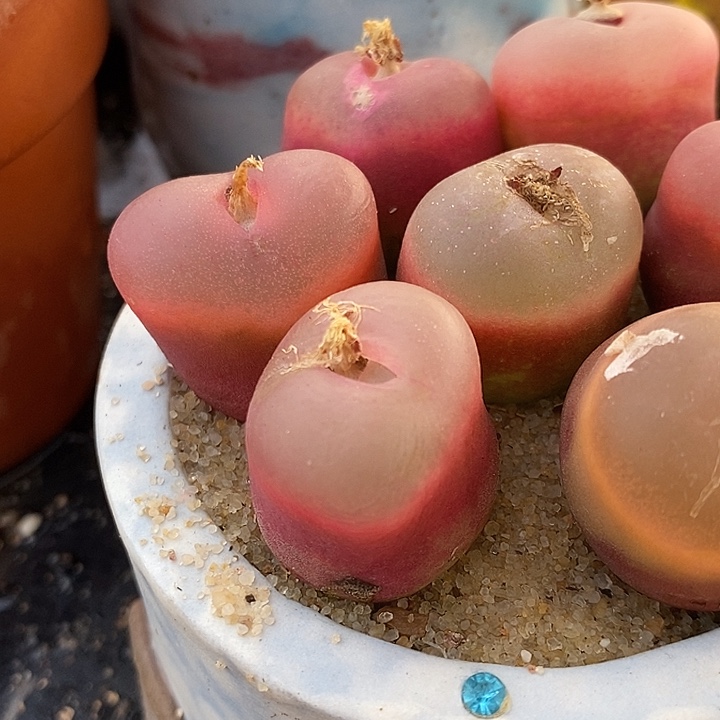 冰魄荔枝窗一颗。     