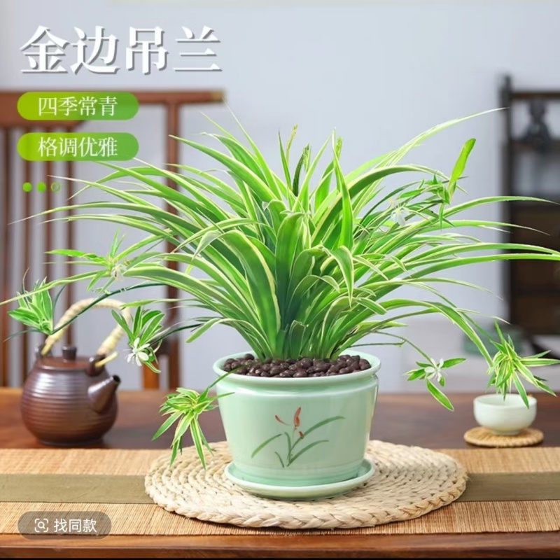 金边吊兰盆栽花卉植物室内阳台净化空气去甲醛小绿植水培垂吊客厅