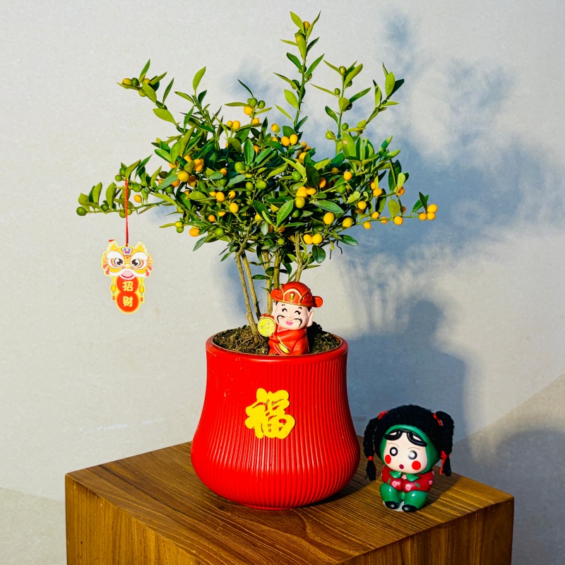 【带青果发】四季福豆年桔带绿果观赏盆栽室内绿植盆景年宵花摆件